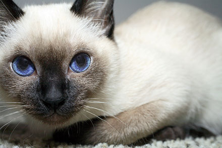 Tonkinese
